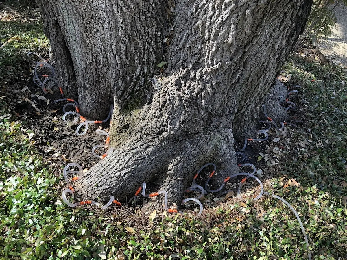 Detailed Tree Cabling and Bracing job site in Hickory Valley