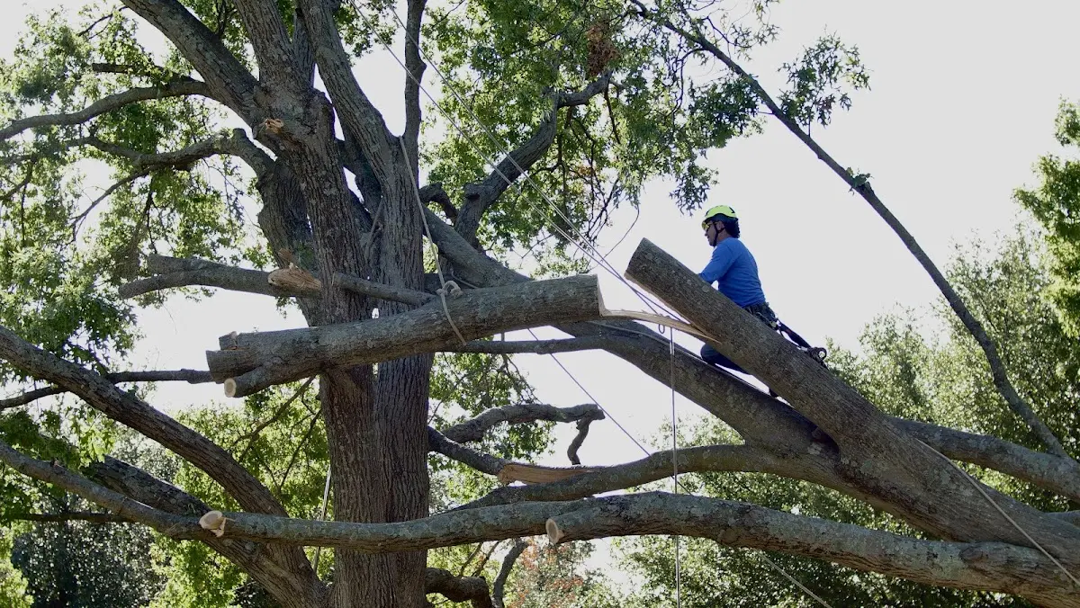 Professional Hazardous Tree Removal performed by certified arborists in Hickory Valley