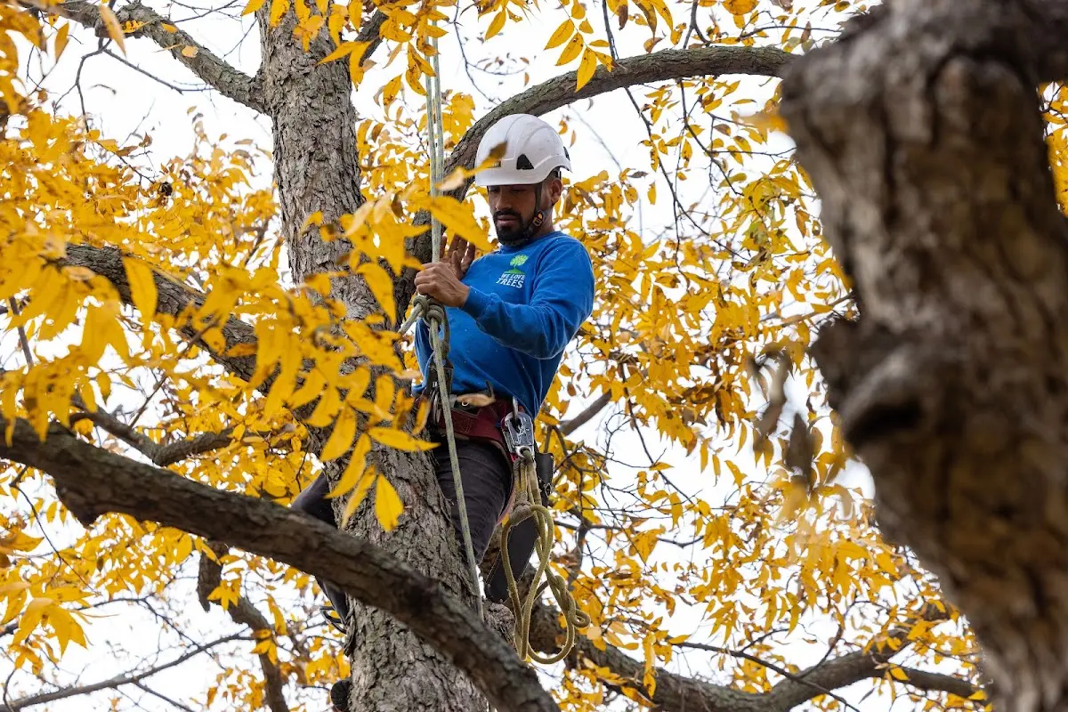 Skilled Tree Pruning crew working in Hickory Valley